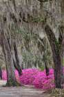 Bonaventure Cemetery-Georgia-Savannah Art Print